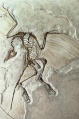 34-27x-ArchaeopteryxFossil.jpg