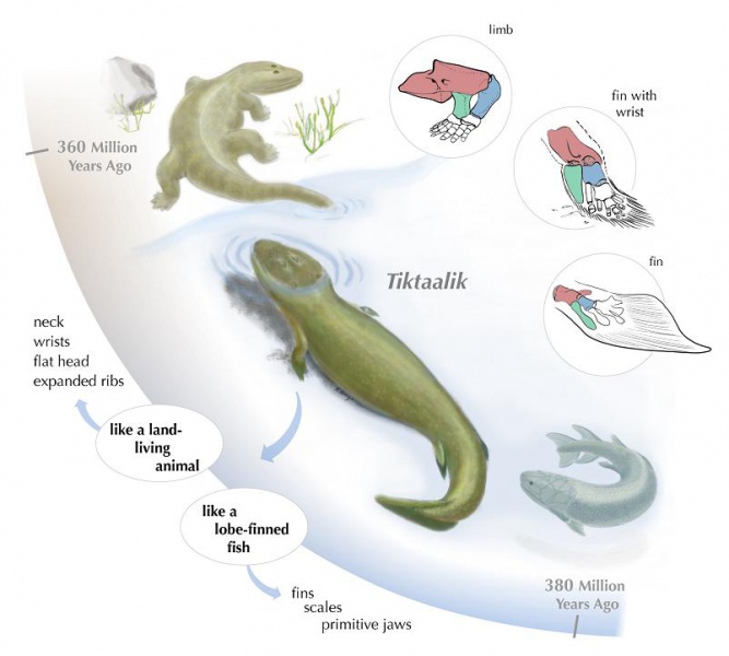 File:Evolution-tiktaalik.jpg