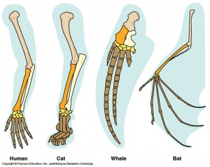 Homologous.jpg