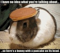 Pancake bunny.jpg