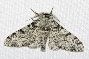 Peppered moth.jpg